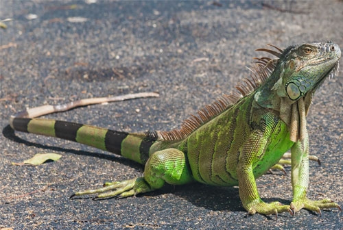 green iguana sitting outside