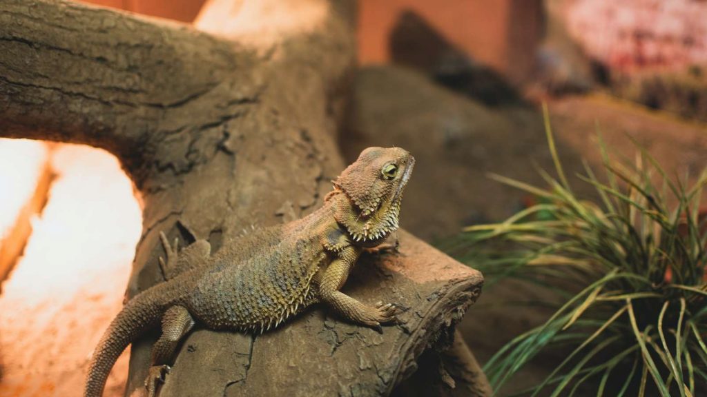 Bearded Dragon Humidity: The Ultimate Care Guide