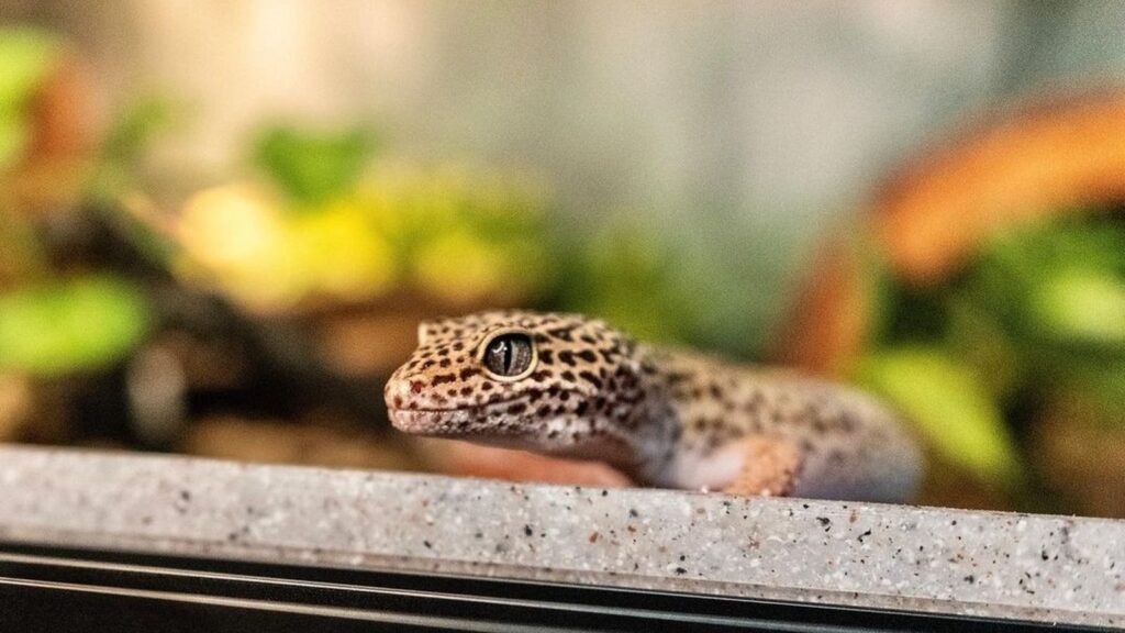 leopard gecko looking outside from its enclosure