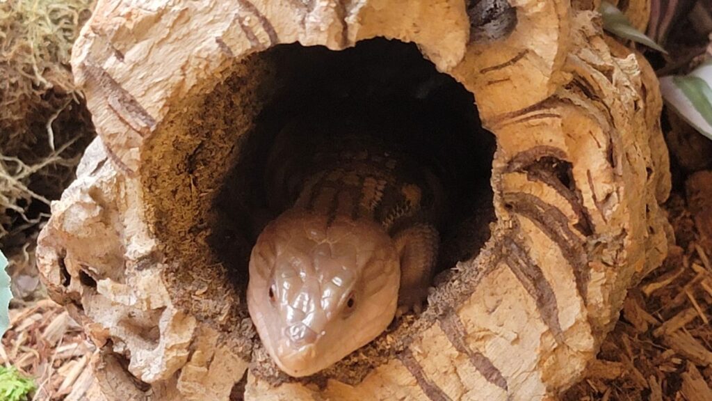 blue tongue skink resting in a hide