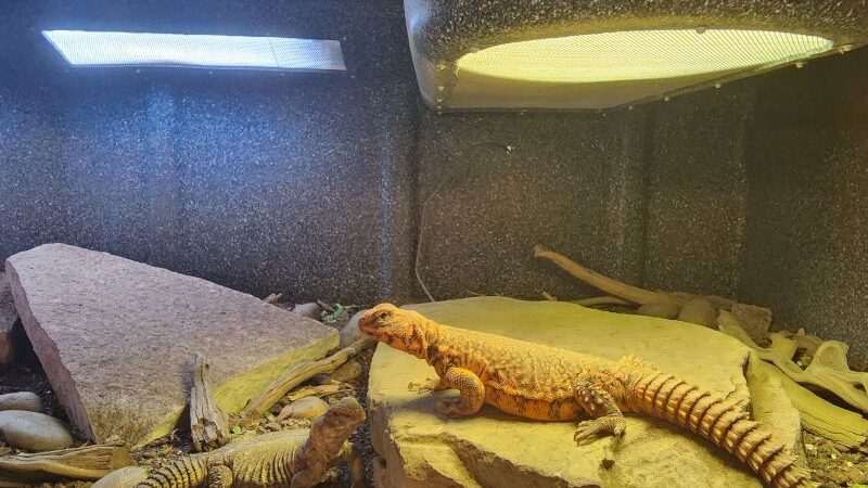uromastyx basking under a light with natural light