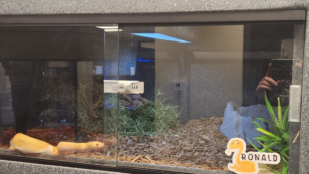 ball python in its fully set up enclosure
