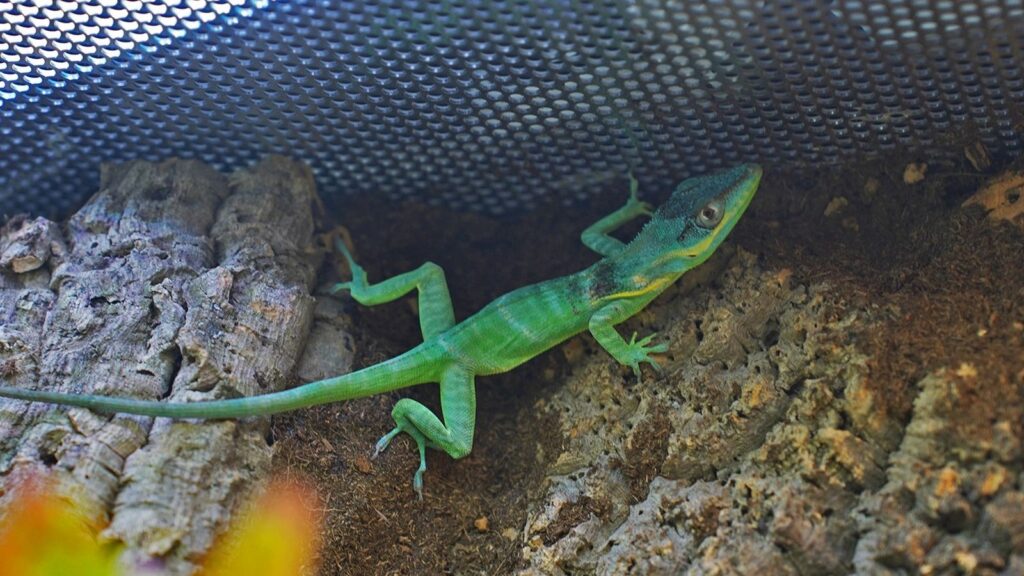 anole in a vision cage