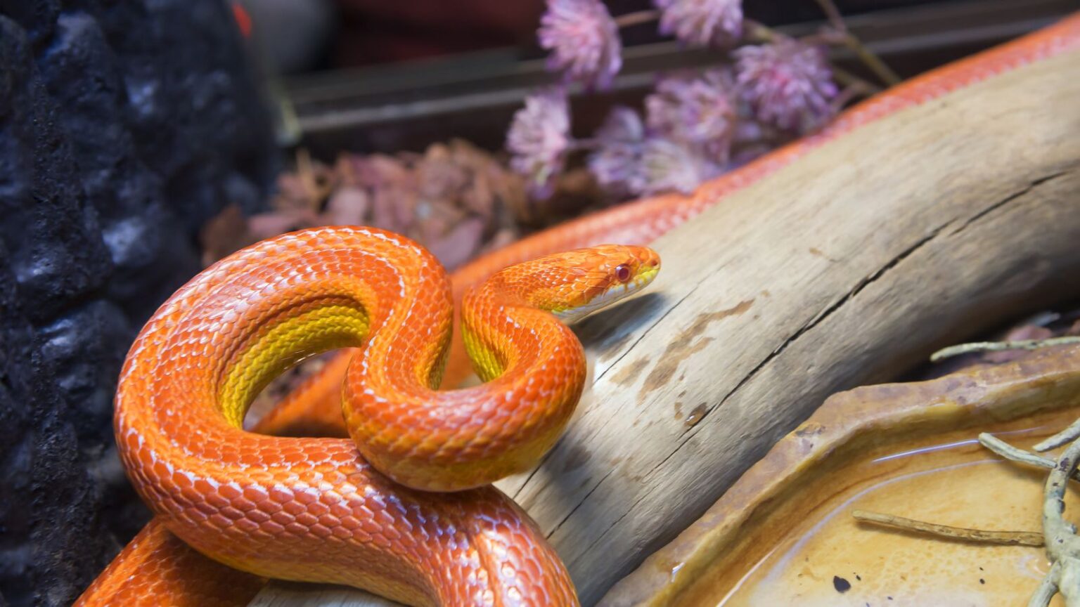 Corn Snakes How to Create the Ideal Enclosure! Vision Products