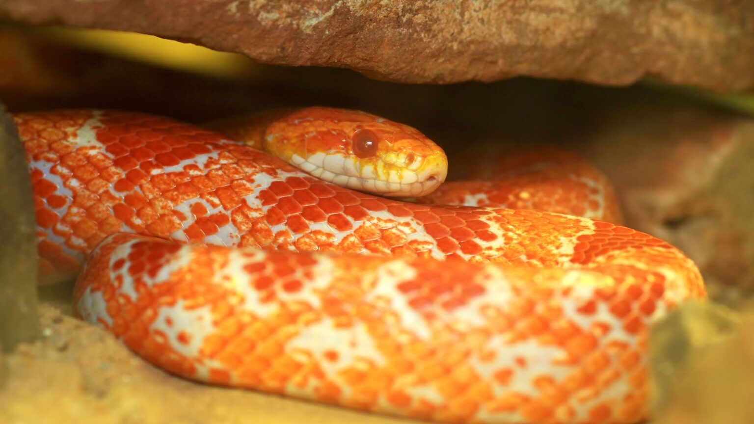 Corn Snakes How to Create the Ideal Enclosure! Vision Products