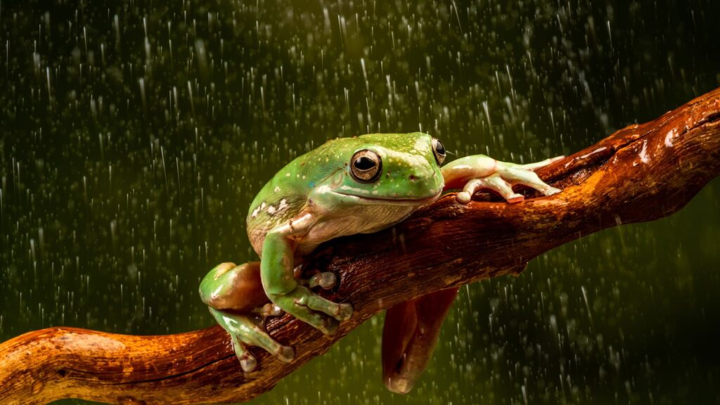 dumpy tree frog sitting on a tree branch in the rain