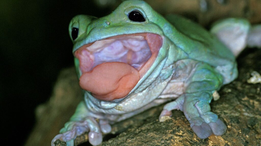 whites tree frog with its mouth wide open