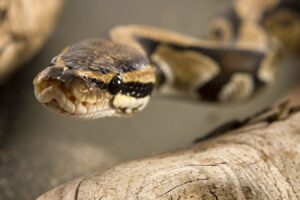 close up of a ball python