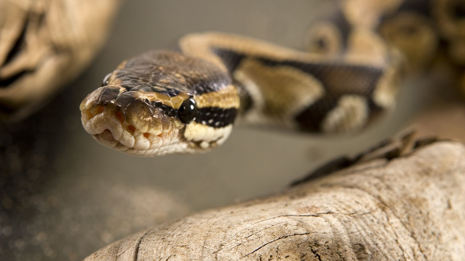 close up view of the face of a ball python