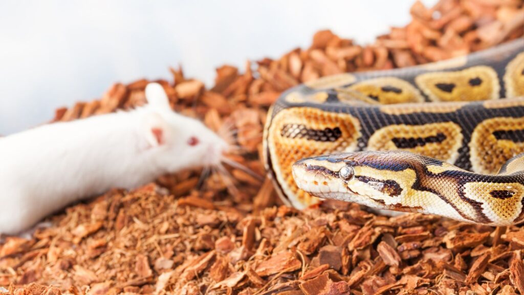 snake looking at an albino mouse