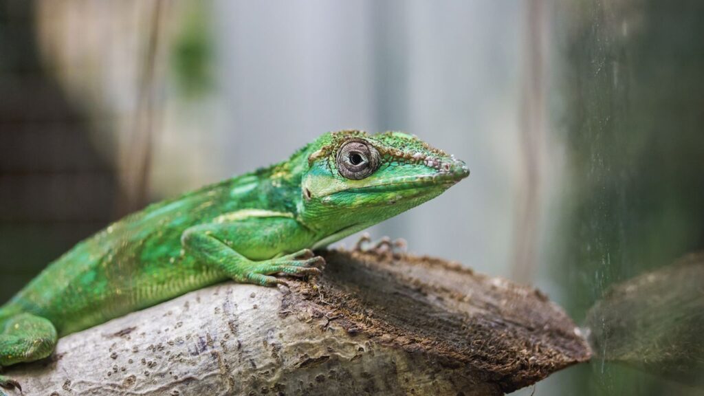 green anole sitting on an elevated log in an enclosure
